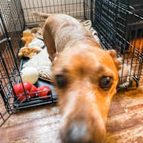 Thumbnail photo of Emmett #3