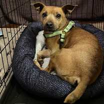 Thumbnail photo of Emmett #4
