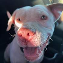 Thumbnail photo of Adeline aka Addie #2