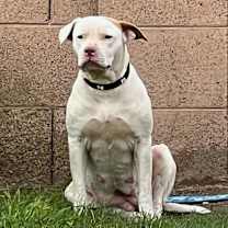 Thumbnail photo of Adeline aka Addie #3