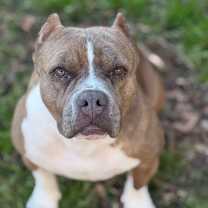 Thumbnail photo of Gidget #1