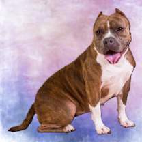 Thumbnail photo of Gidget #2