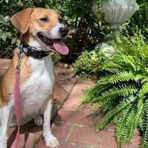 Thumbnail photo of Justine   *A PRIORITY PET* #1
