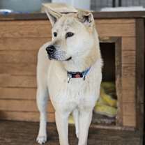 Thumbnail photo of Dooly #3