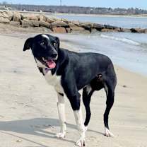Thumbnail photo of Jersey - LOCAL #4