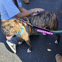 Thumbnail photo of Bruiser #3