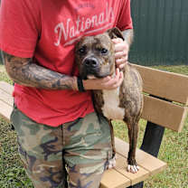 Thumbnail photo of Bruiser #4
