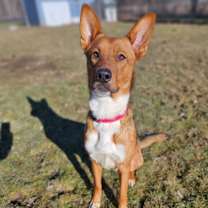 Thumbnail photo of Zander #4