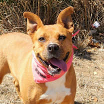 Thumbnail photo of Gracie Belle JuM* #1