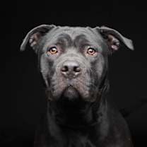Thumbnail photo of Chloe #1