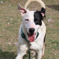 Thumbnail photo of Daisy #1