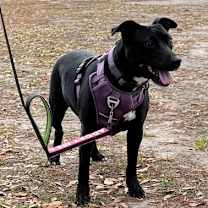 Thumbnail photo of Maia #2