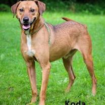 Thumbnail photo of Koda #4