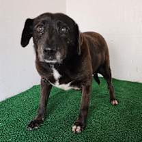 Thumbnail photo of Bella #1