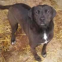 Thumbnail photo of Bella #3