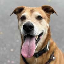 Thumbnail photo of Baxter #4