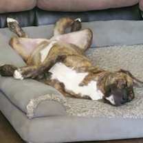 Thumbnail photo of Bonnie #3