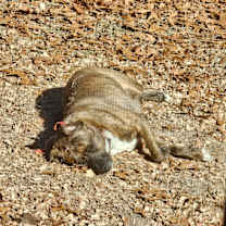 Thumbnail photo of Bonnie #4