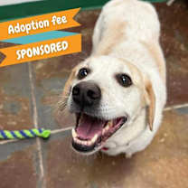 Thumbnail photo of Angus #1