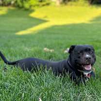 Thumbnail photo of Capone #1
