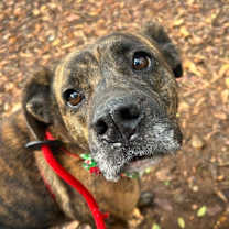 Thumbnail photo of Mabel #1