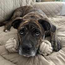 Thumbnail photo of Mabel #3