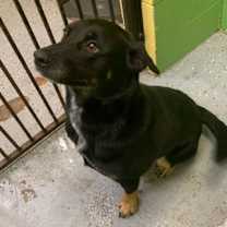 Thumbnail photo of Duggie #3