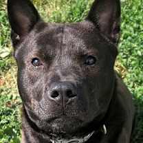 Thumbnail photo of Willow #1