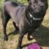 Thumbnail photo of Willow #3
