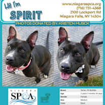 Thumbnail photo of Spirit #1