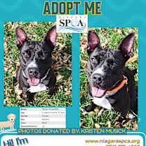 Thumbnail photo of Spirit #2