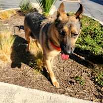 Thumbnail photo of Calista JuM #4