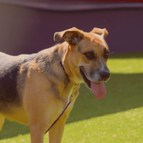 Thumbnail photo of Chia #1