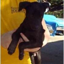 Thumbnail photo of Drake aka little man #3