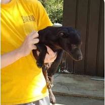 Thumbnail photo of Drake aka little man #4