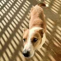 Thumbnail photo of Chevy #2