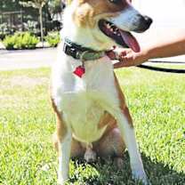 Thumbnail photo of Chevy #3