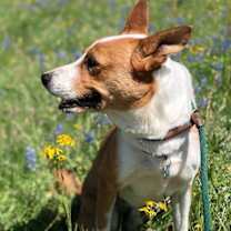 Thumbnail photo of Chevy #4