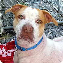 Thumbnail photo of Wallace #1