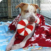 Thumbnail photo of Wallace #2