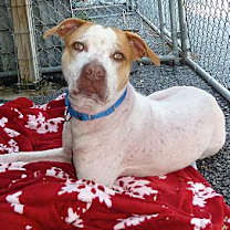Thumbnail photo of Wallace #3