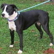 Thumbnail photo of Mango Grace #4