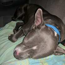 Thumbnail photo of Xena #2