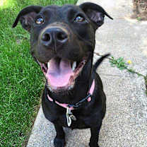 Thumbnail photo of FOSTERS NEEDED! #1