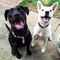 Thumbnail photo of FOSTERS NEEDED! #2