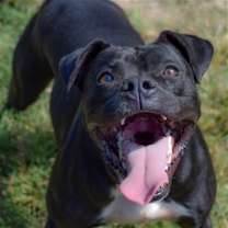 Thumbnail photo of Kali #1