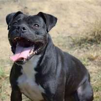 Thumbnail photo of Kali #3