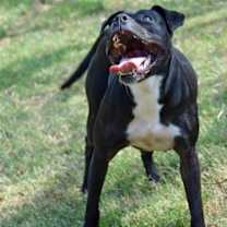 Thumbnail photo of Kali #4