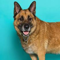 Thumbnail photo of Sampson #1