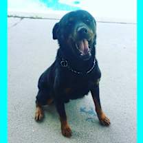Thumbnail photo of Tbone #1